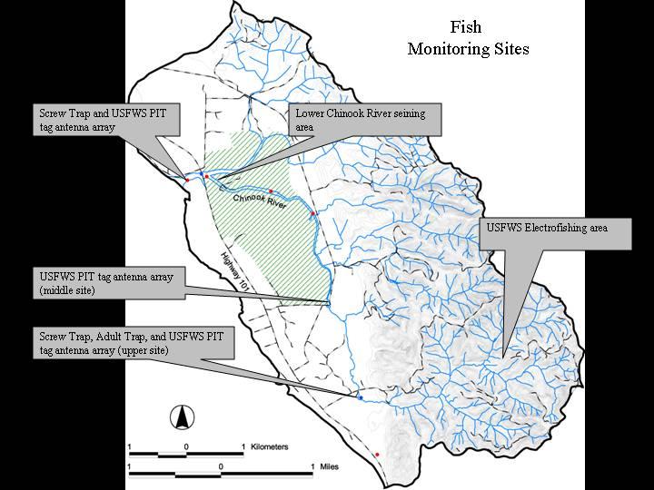 residency was monitored in the Chinook River Estuary.