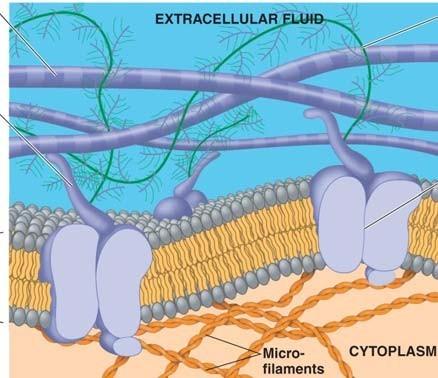 53. Animal cells do not have cell walls, but they do have an extracellular matrix (ECM).