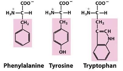 Aromatic amino acids - R groups are relatively nonpolar and participate in hydrophobic interactions - Tyrosine and tryptophan are significantly more polar than phenylalanine due to tyrosine hydroxyl