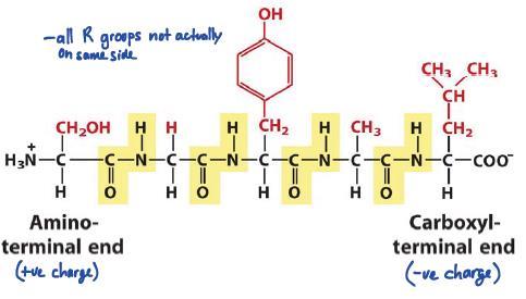 are also ionisable: - ph > pka the proton tends to be off - ph < pka the proton tends to be on Peptide