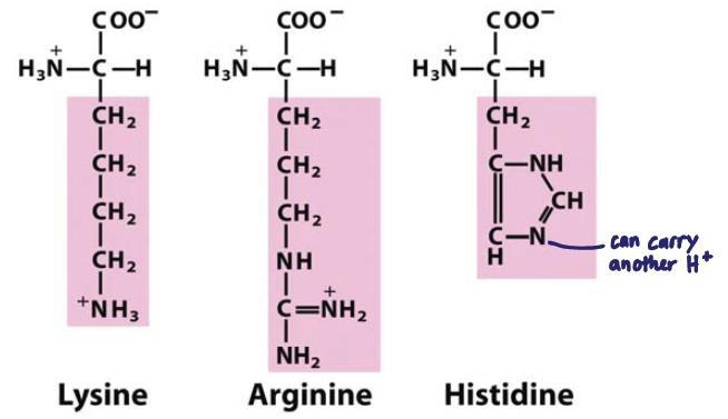 Side chain can ionize at moderately high ph - Can from a covalently linked dimeric amino acid (cysteine) o Two cysteine residues joined by disulphide bond -