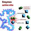 ENZYMES The energy that is needed to get a reaction started is called activation energy.