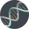 NUCLEIC ACIDS Contain H,O,N,C,P Compose of strands of nucleotides Store and transmit genetic