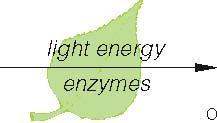 6.3 Overview of Photosynthesis Photosynthesis proceeds in two stages Light-dependent reactions light energy converted to chemical bond energy (ATP)