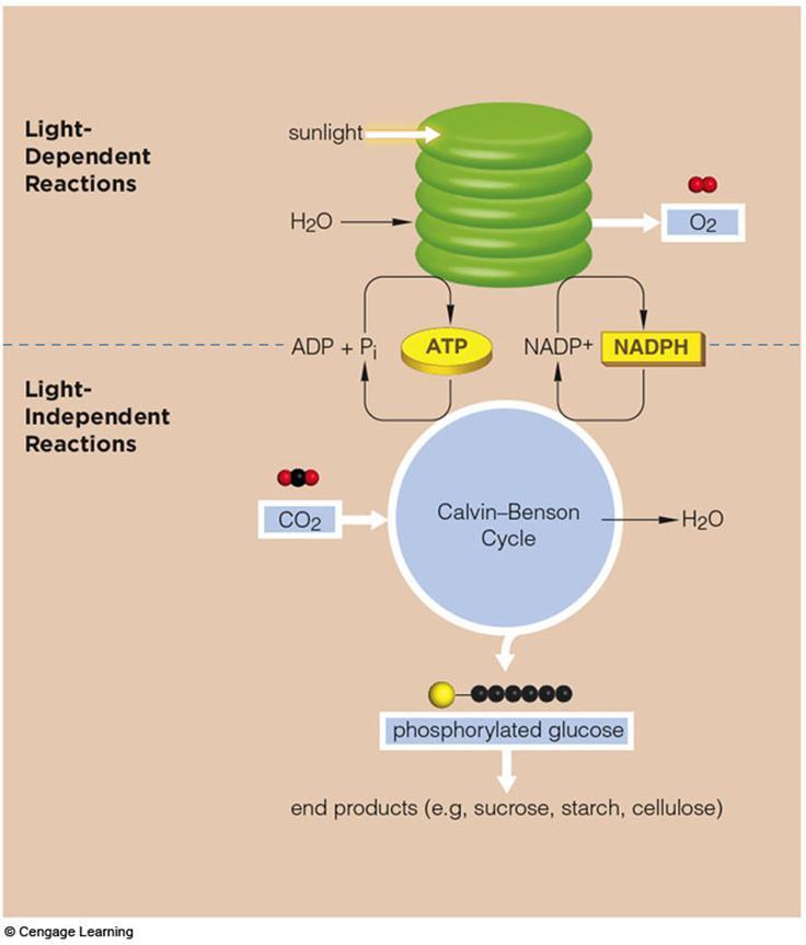 Summary - Light independent reaction Runs on ATP and NADPH