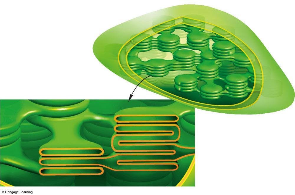 two outer membranes of chloroplasts stroma part of thylakoid membrane system bathed in stroma: thylakoid compartment, cutaway view b