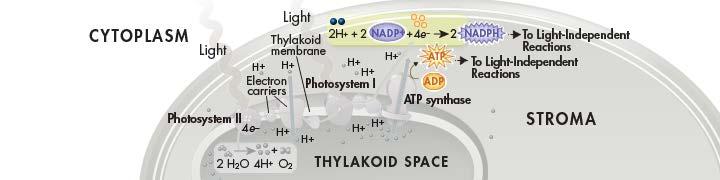 Hydrogen Ion Movement and ATP Formation This process, called chemiosmosis, enables light-dependent