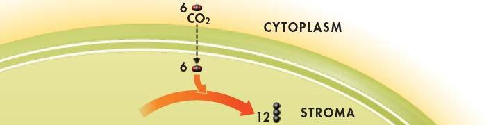 Carbon Dioxide Enters the Cycle For every 6 carbon dioxide molecules