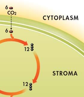 Carbon Dioxide Enters the Cycle Other enzymes in the chloroplast then convert the 3-carbon compounds