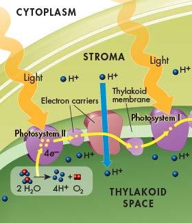 Photosystem II Light energy is absorbed by electrons in the pigments within photosystem II, increasing the electrons energy level.