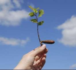 How can a seedling become a tree? Where does the matter come from?