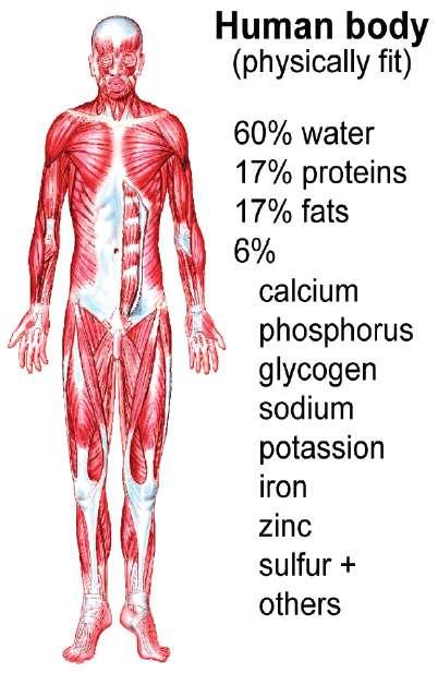 Chemistry in the body Most of your body is water!