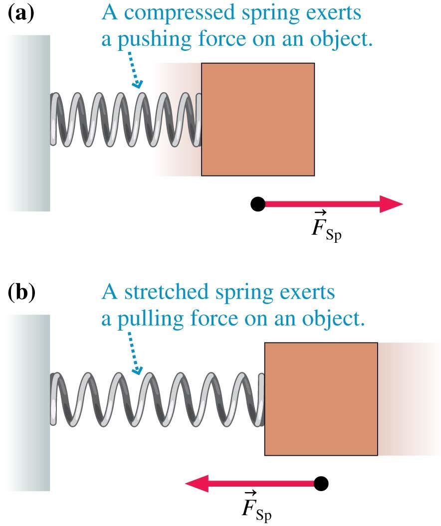 Spring Force A spring can either push (when compressed) or pull (when stretched). Not all springs are metal coils.