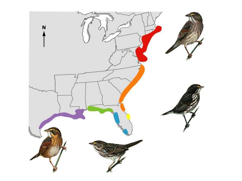 Each subspecies of seaside sparrow has a restricted range.