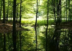 SWAMP - is a wetland that is forested.
