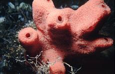 The Sponges Ancestral