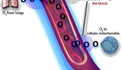 outside of the cell (oxygen diffuses into the blood