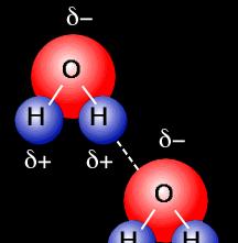 Water Molecules The polarity of water molecules results in HYDROGEN BONDING a HYDROGEN BOND is the attraction of opposite