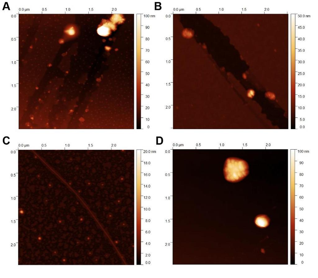 6. AFM images of peptide-nanocarbons at alkaline ph prior to self-assembly Fig. S13. AFM images of peptide alone (A), with GO (B), with CNTs (C), and with CNHs (D) in the alkaline buffer. 7.