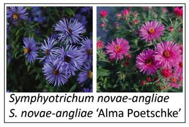 Mean abundance of pollinators foraging on native species Symphyotrichum novae-angliae and native cultivar S.