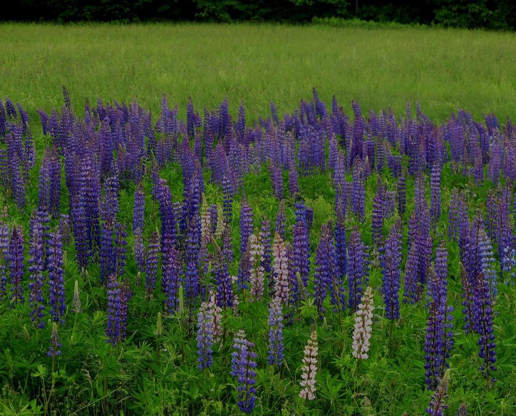 Lupinus perennis is susceptible to hybridization and introgr