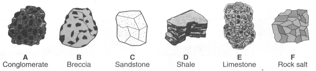42. Base your answer to the following question on the drawings of six sedimentary rocks labeled A through F. Which two rocks are composed primarily of quartz, feldspar, and clay minerals?