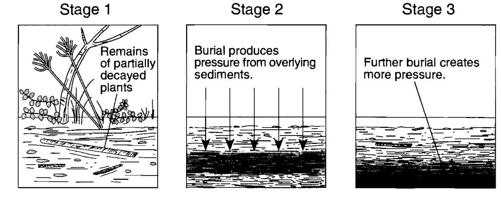 48. Base your answer to the following question on The diagram below shows three stages in the formation of a specific rock. Which rock is formed as a result of these three stages?