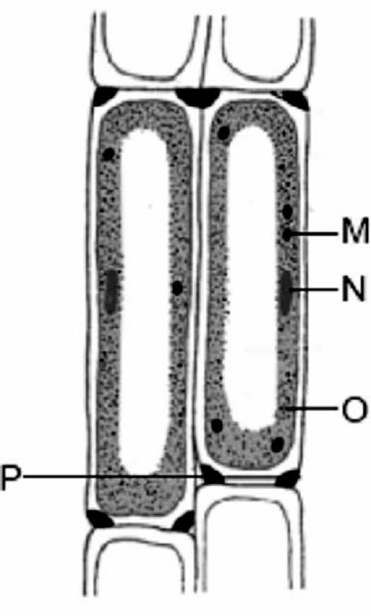 21. Given below is a diagrammatic sketch of a certain generalised cell. (a) Name the parts numbered as 1 to 8. (b) Is it a plant cell or an animal cell? Give two reasons in support of your answer.
