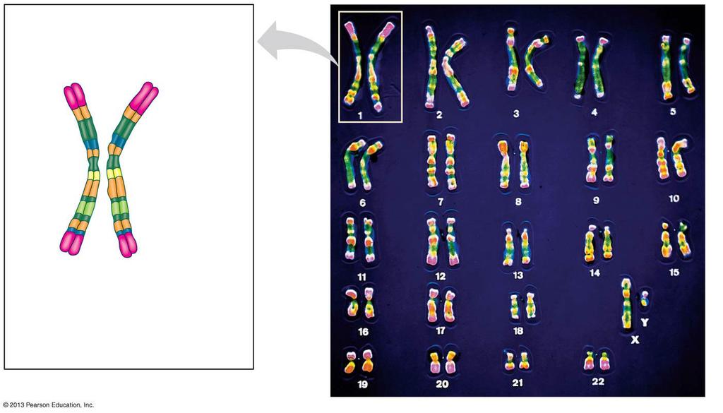 Homologous Chromosomes 62 Figure 8.11 63 A karyotype is an image that reveals an orderly arrangement of.