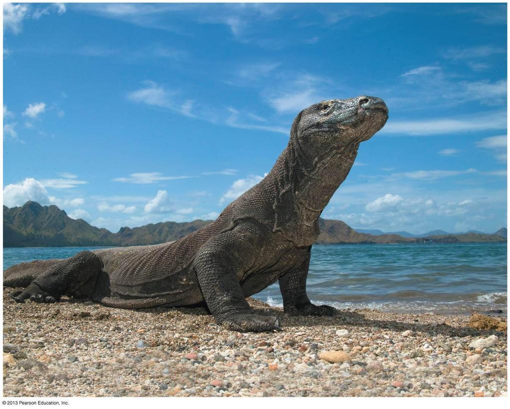 Biology and Society: Virgin Birth of a Dragon A second European Komodo dragon is now known to have reproduced asexually, via parthenogenesis, and sexually. 9 Figure 8.