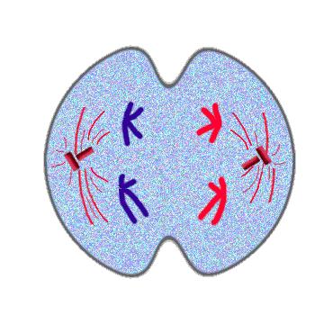 Telophase I Cell begins to divide & 2 new cells form (cytokinesis) Each cell has