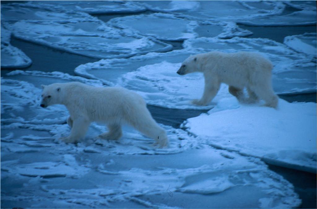 saida) Polar bear B. Gulliksen J.E.