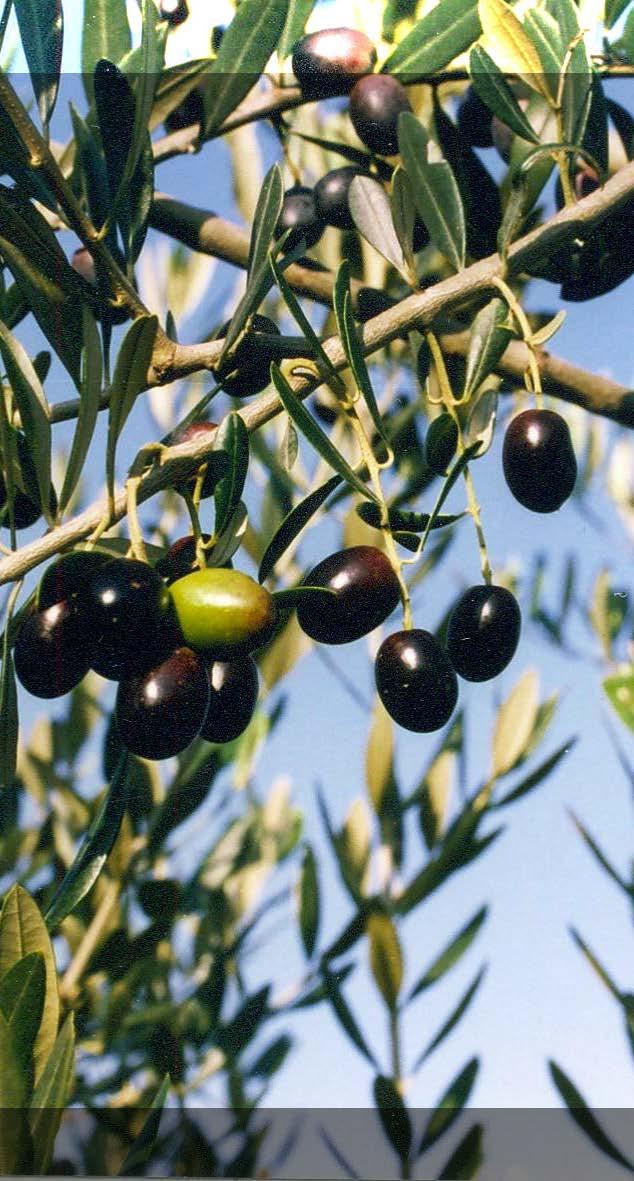 5 Case study 2 - Olives Olive Fruit Fly Infestation Index: START_INF (%) Jul Aug AVG_INF (%) Jul - Oct DAM_INF (%) Sep - Oct Steps: 1.