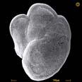 (8) Thus higher concentrations of 18 O in foraminifera fossils indicate lower ocean temperatures and higher glacier volume. 18 O in Foraminifera Fossils During the Past 4.