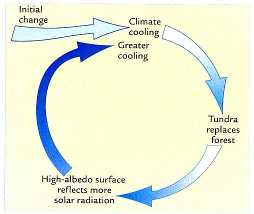 Feedback Mechanism: Albedo Energy Cycle or Snow cover