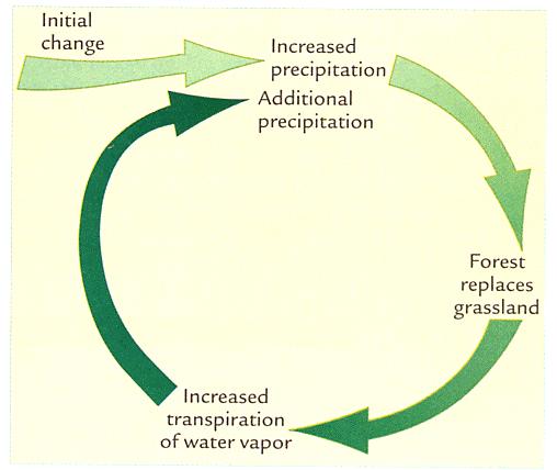 Feedback Mechanism: Transpiration Water Cycle or Wet soil