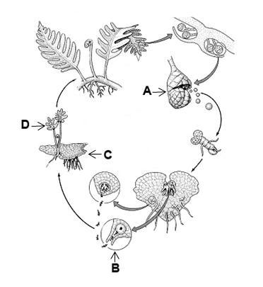 41.) At what point in the lifecycle below is water necessary for fertilization? A) A B) B C) C D) D 42.) Which reproductive structure is used by only by gymnosperms?