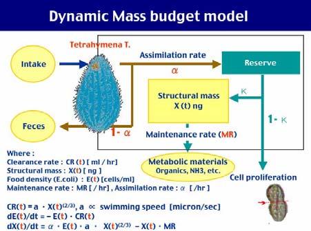 budget model. Fig.5 summarized the optimal foraging model by Iwasa et al.