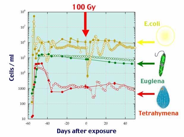To simulate the impacts of acute exposure of gamma radiation, lethal dose (LD50) are adopted to 330 170 Gy for Euglena gracilis, 4000 Gy for Tetrahymena thermophila, and 50 Gy for E.