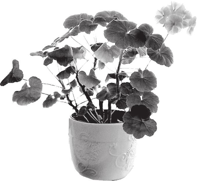 (iii) Give one factor that should be kept constant during the experiment. (iv) The photograph shows a geranium plant.