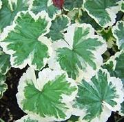 Chlorophyll Use a plant with variegated leaves Variegated leaves have areas with chlorophyll and areas without chlorophyll