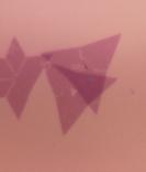 Figure 6 Microscope image of WSe 2 The Hanging Bat Figure 7 Second Harmonic Generation from WSe 2 The Hanging Bat The major limiting factor in the resolution of the SHG image is the diffraction