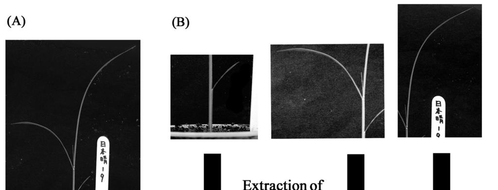 Fig. 1 Extraction of leaf contours. (A) A picture of rice at 5 th leaf developing stage. (B) Digital images from each leaf. These were photographed by itself. (C) Extracted each leaf contours.