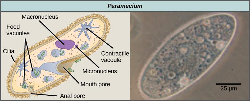 OpenStax-CNX module: m44617 11 Figure 7: Paramecium has a primitive mouth (called an oral groove) to ingest food, and an anal pore to excrete it.
