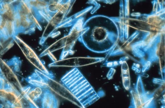 OpenStax-CNX module: m44617 16 Figure 10: Assorted diatoms, visualized here using light microscopy, live among annual sea ice in McMurdo Sound, Antarctica. Diatoms range in size from 2 to 200 µm.