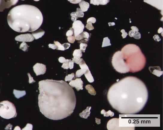 OpenStax-CNX module: m44617 21 Figure 14: These shells from foraminifera sank to the sea oor. (credit: Deep East 2001, NOAA/OER) 3.