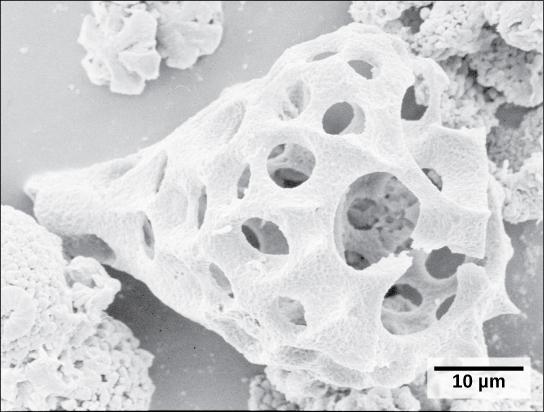 OpenStax-CNX module: m44617 22 Figure 15: This fossilized radiolarian shell was imaged using a scanning electron microscope.