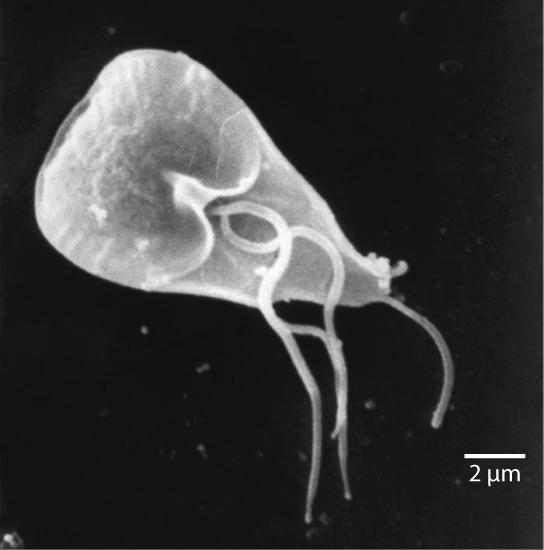 OpenStax-CNX module: m44617 4 Figure 2: The mammalian intestinal parasite Giardia lamblia, visualized here using scanning electron microscopy, is a waterborne protist that causes severe diarrhea when