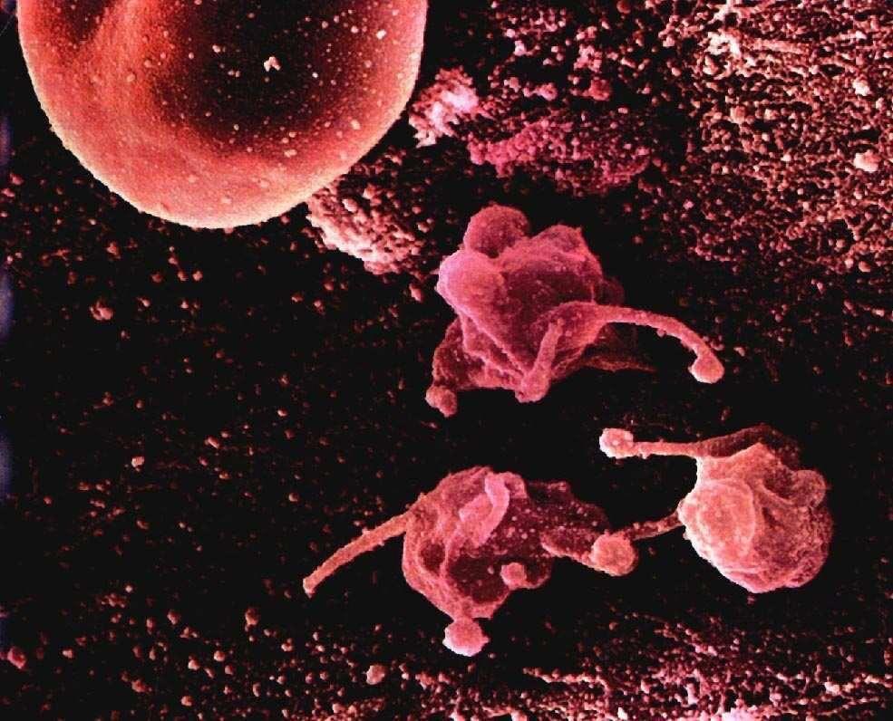 Mycoplasma bacteria: Smallest known life form