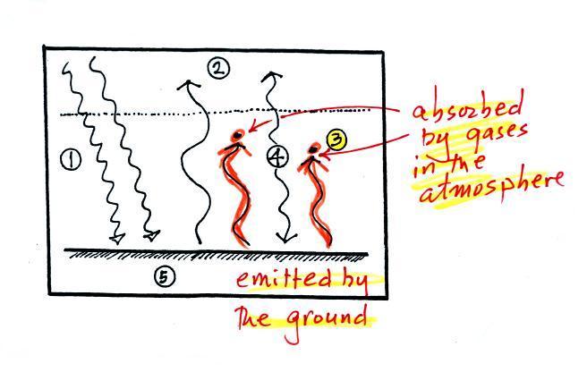 3. The other 2 units of IR radiation emitted by the ground are absorbed by greenhouse gases is the atmosphere. 4.